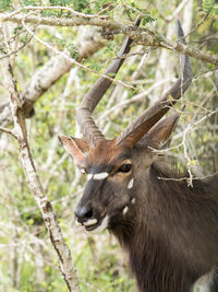 Deer in a forest