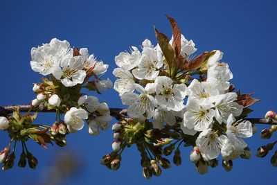 Low angle view of cherry blossoms against clear sky