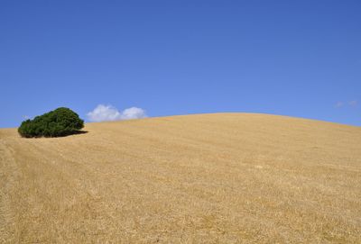 Scenic view of field against clear blue sky