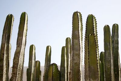 Low angle view of cactus against clear sky