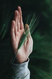 Close-up of cropped hand holding wheat plant
