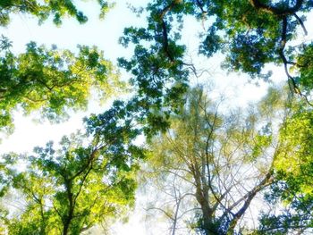 Low angle view of trees against sky