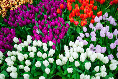 Field with blooming tulips. flower festival. colorful buds close up. spring symbol.
