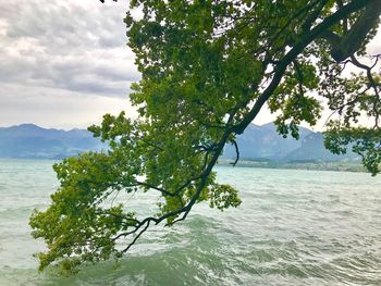 Tree by sea against sky