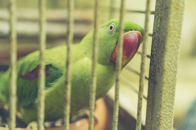 Close-up of parrot in cage