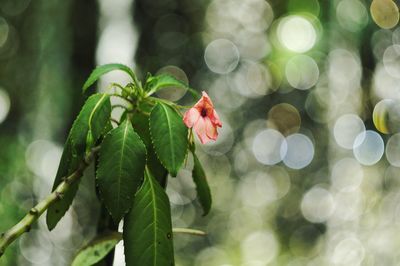 Close-up of red flowers blooming on tree