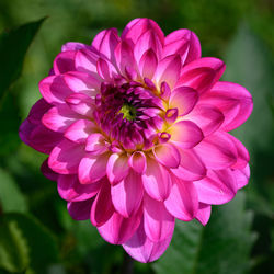 Close-up of pink dahlia