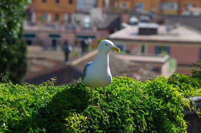 Seagull perching on a plant