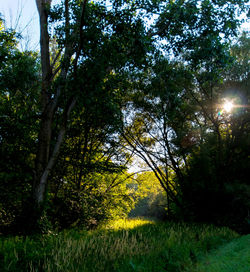 Trees on field in forest