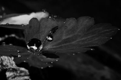 Close-up of water drops on leaf