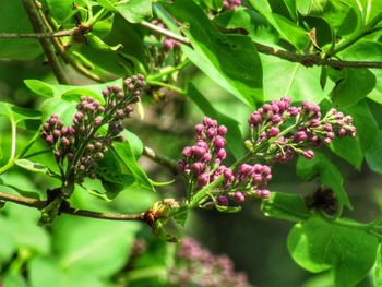 Close-up of fruits growing on plant