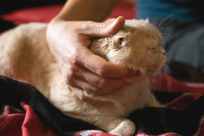 Pet love. owner strokes the cat. male hand stroking cream scottish fold cat