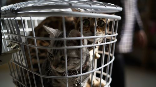 Close-up of cats in cage