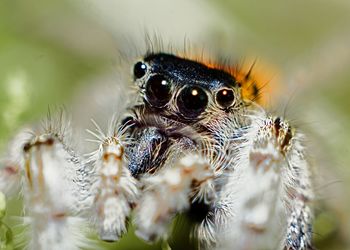 Close-up of spider