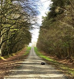 Road amidst trees against sky