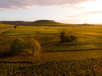 Scenic view of agricultural field against sky during sunset