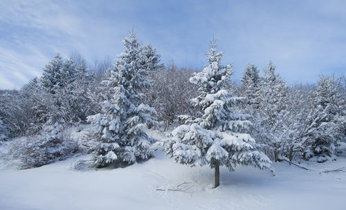 Snow covered trees against sky