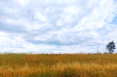 Scenic view of field against sky
