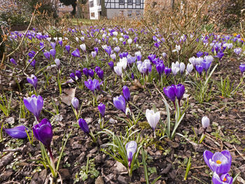 Close-up of purple crocus flowers