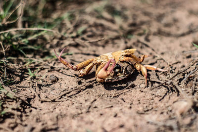 Close-up of crab on sand