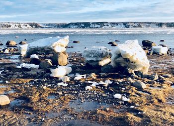 Flock of birds on beach against sky during winter