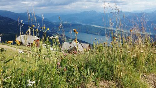 Plants growing on mountain