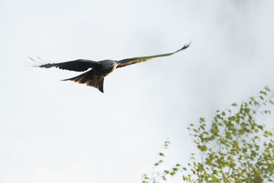 Low angle view of birds flying