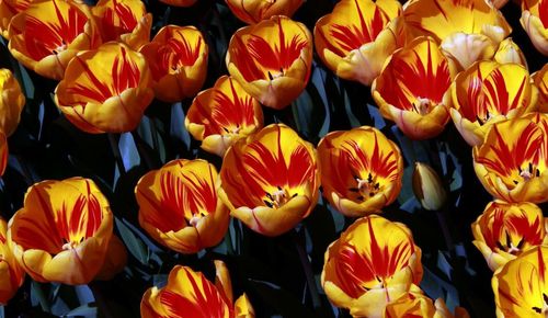 Full frame shot of orange tulips