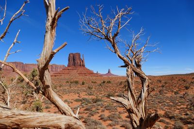 Bare tree in desert against blue sky