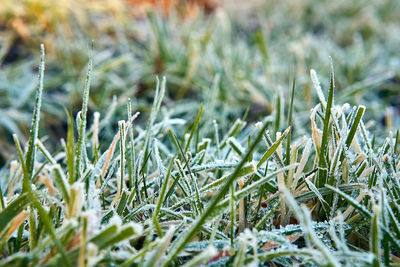 Close-up of frozen plants on field