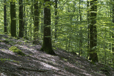 View of trees in forest