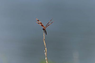 Close-up of plant against sky