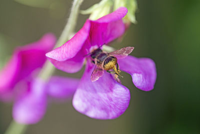 Close-up of bee pollinating on purple flower