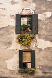 Potted plant on window of building