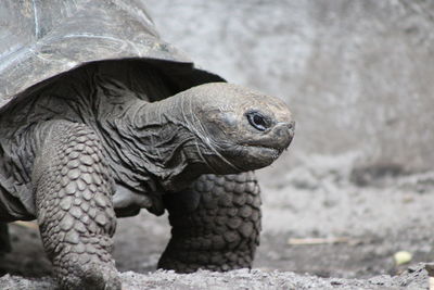 Close-up of turtle on field