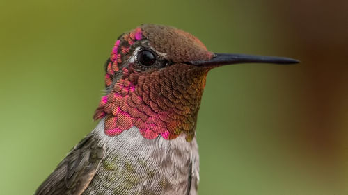 Close-up of hummingbird