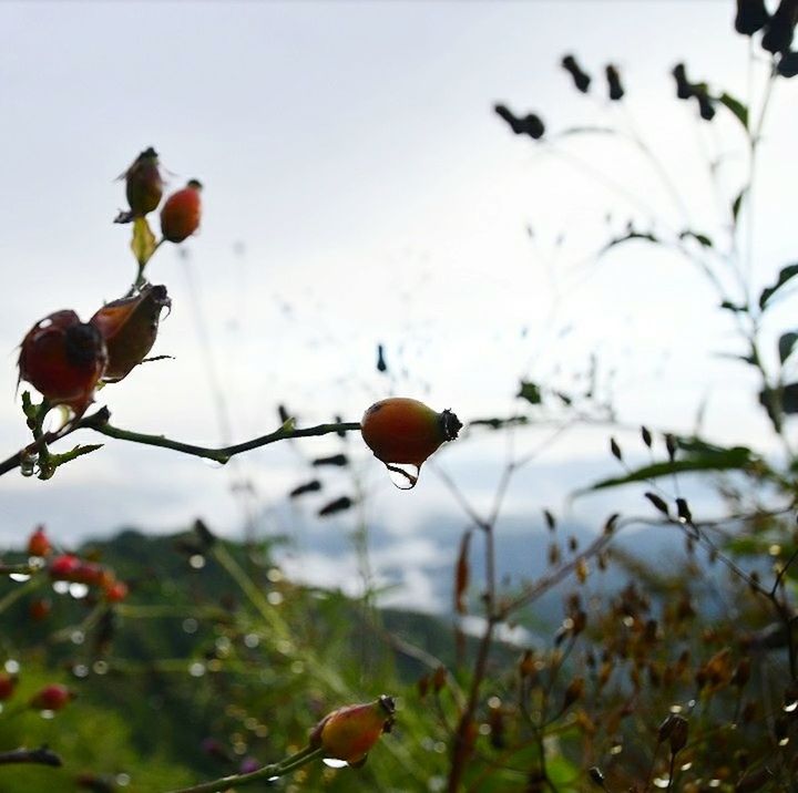 plant, fruit, food, food and drink, growth, focus on foreground, nature, freshness, healthy eating, close-up, tree, no people, day, beauty in nature, sky, outdoors, selective focus, leaf, ripe, branch