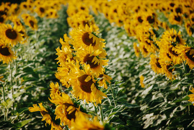 Close-up of yellow flowering plant