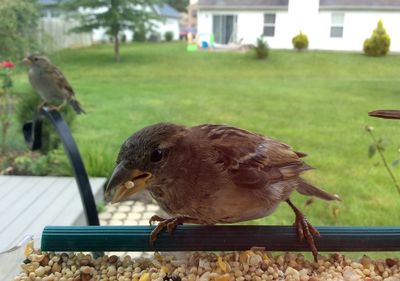 Close-up of bird