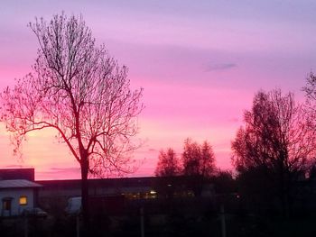 Bare trees against sky at sunset