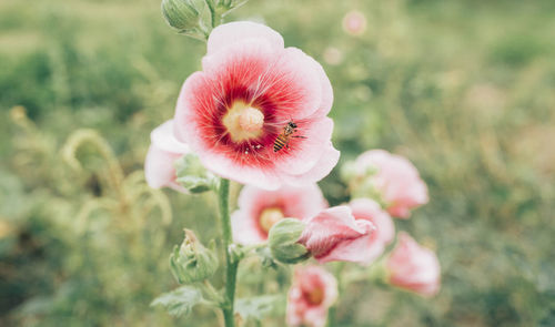 Close-up of pink flowering plant