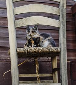 Portrait of cat sitting on wood