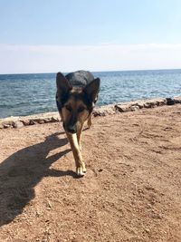 Dog on beach