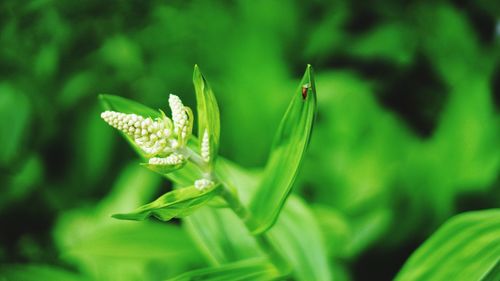 Close-up of green leaf on plant