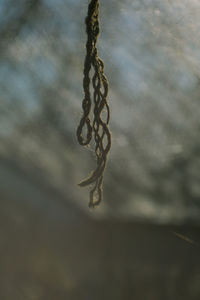 Close-up of chain