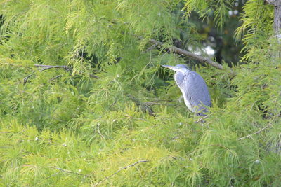 Bird perching on a field