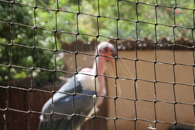 Marabou stork seen through fence