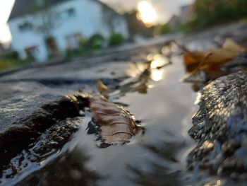 Close-up of leaves in a city