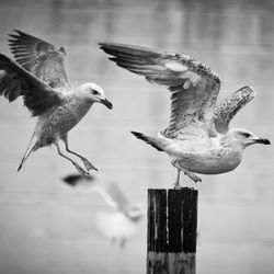 Bird on wooden post