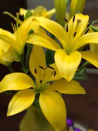 Close-up of yellow flowering plant